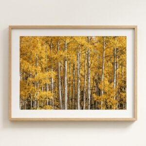 Aspen Grove Photograph