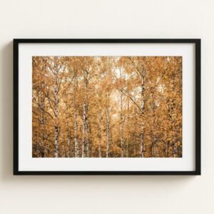 Autumn Birch Framed Print