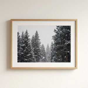 Snowfall Pines Photograph