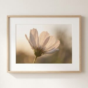 Wildflower Macro Photograph